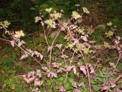 Chaerophyllum temulum