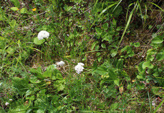 Valeriana alpestris