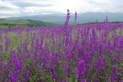 Consolida orientalis