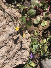 Erythranthe brevinasuta