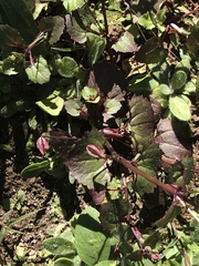 Erythranthe brevinasuta