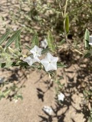Euploca convolvulacea, photograph Stephen Hornbeck, CC BY, iNaturalist via GBIF