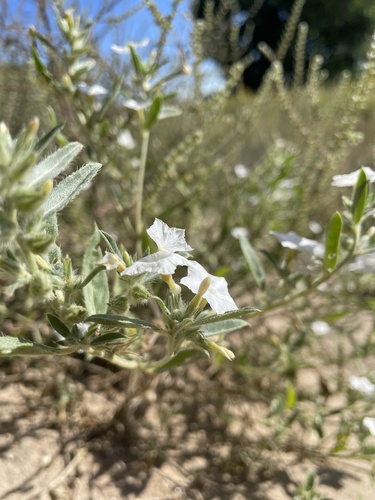 Euploca convolvulacea, photograph 6