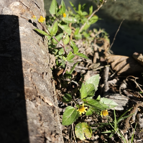 Spilanthes americana, 2023-08-15