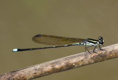 Argia adamsi