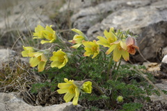 Pulsatilla albana