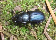 Platycerus oregonensis