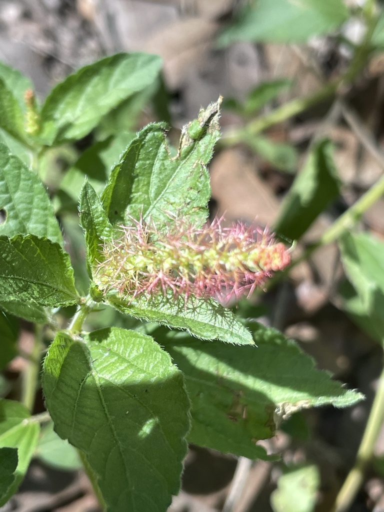 shrubby copperleaf from Coronado National Forest, Pearce, AZ, US on