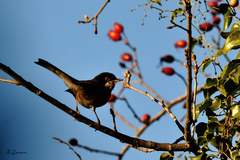 Curruca melanocephala