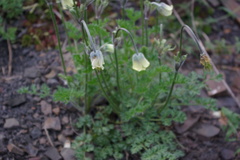 Pulsatilla albana