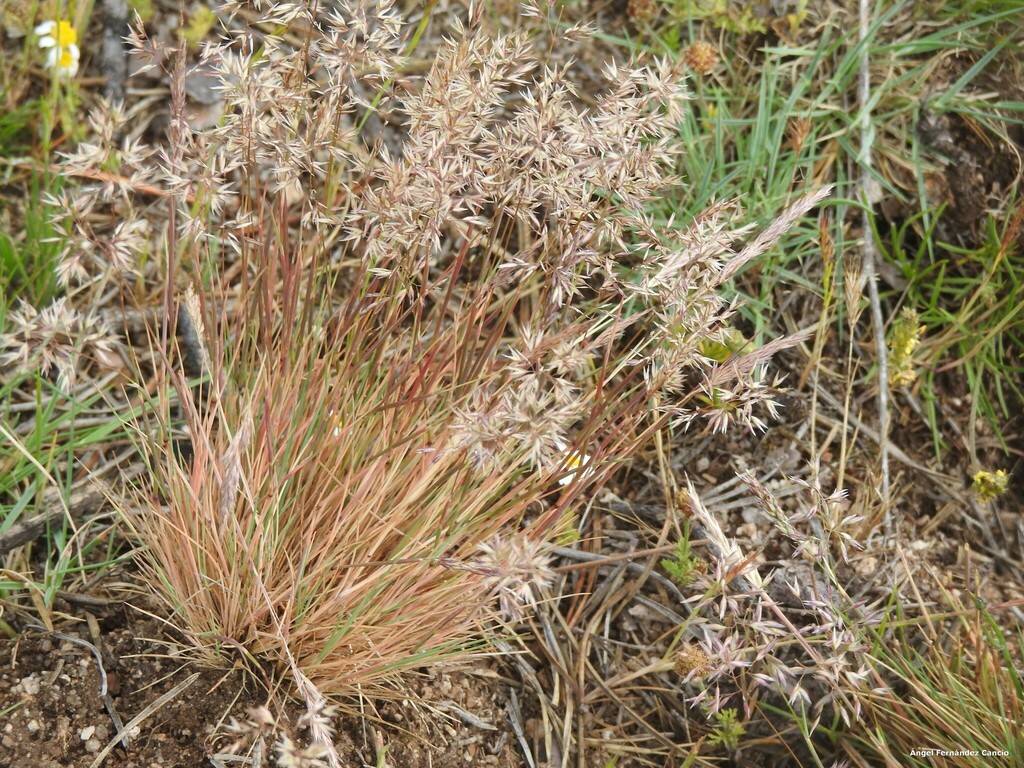 Gray Hairgrass