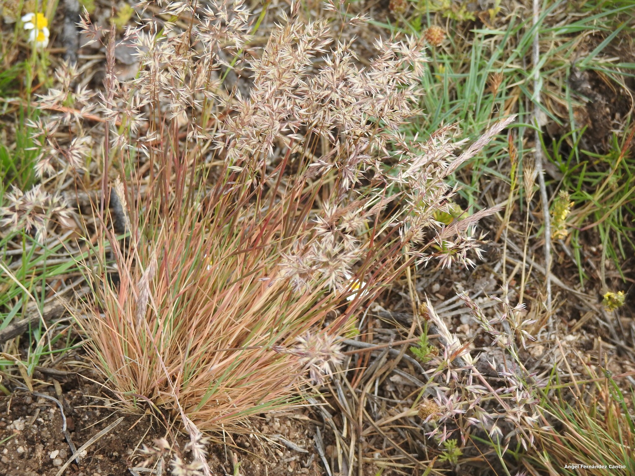 Corynephorus canescens