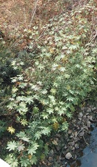 Ricinus communis