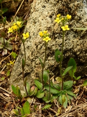 Draba albertina