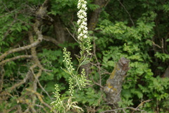 Delphinium macropogon