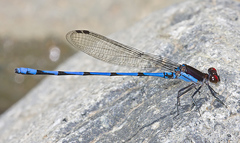 Argia fulgida