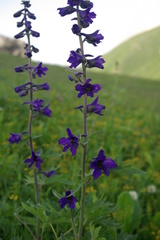 Delphinium arcuatum