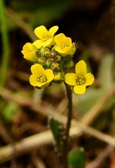 Draba albertina