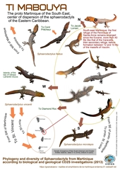 Sphaerodactylus