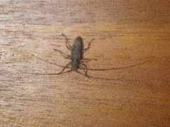 Acalolepta rusticatrix