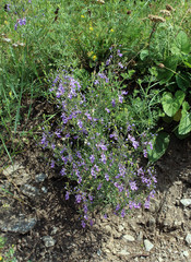 Teucrium orientale