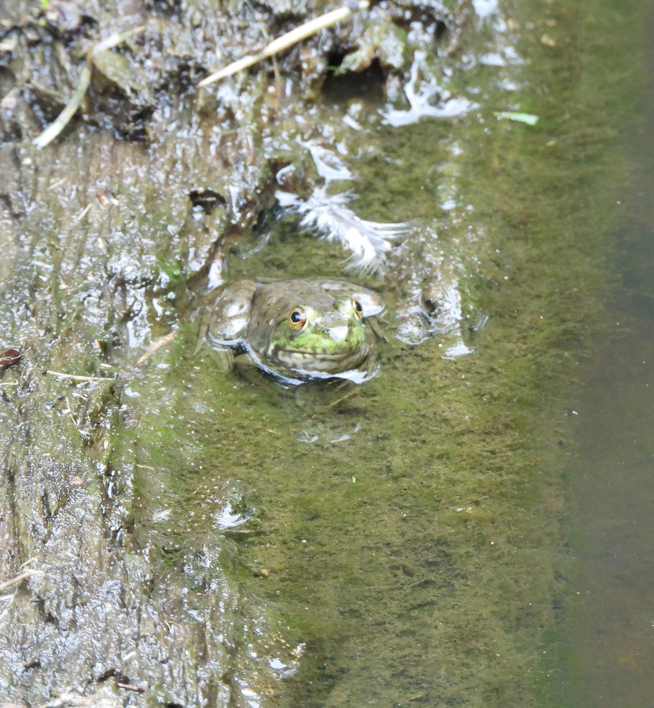 American Bullfrog from Forest Glen, Silver Spring, MD, USA on August 29 ...