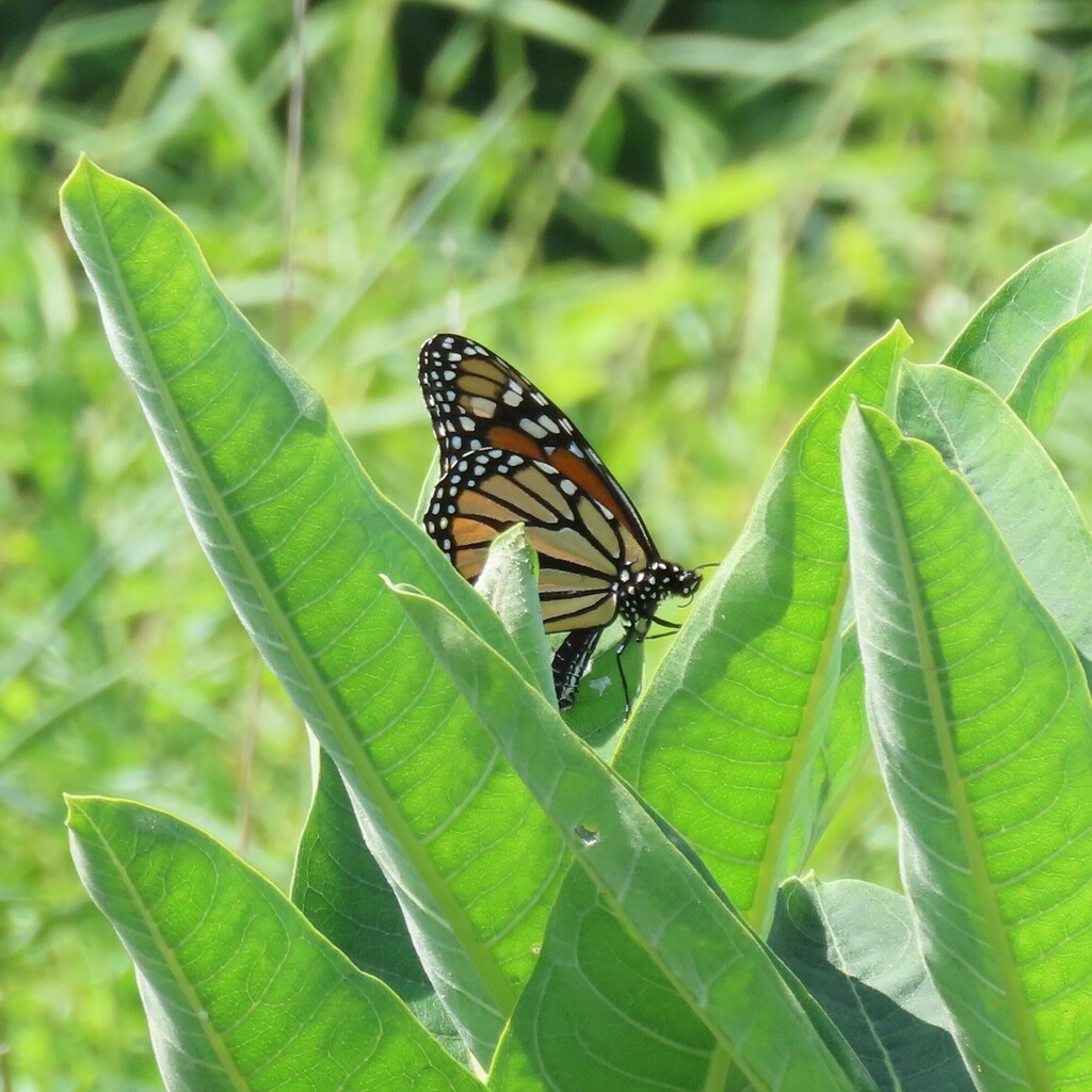 Monarch from Taylor Village, Ellicott City, MD 21043, USA on August 27, 2023 at 1204 PM by