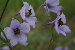 Delphinium crispulum