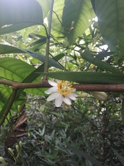 Passiflora arborea