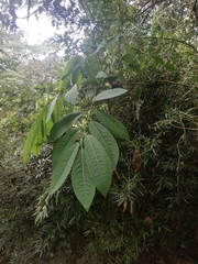 Passiflora arborea