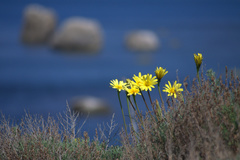 Tragopogon pusillus