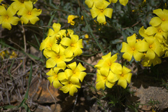 Linum tauricum