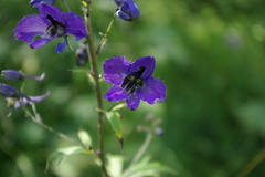 Delphinium prokhanovii