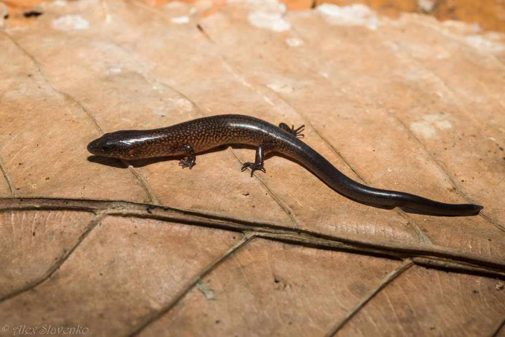 Sphenomorphus loriae