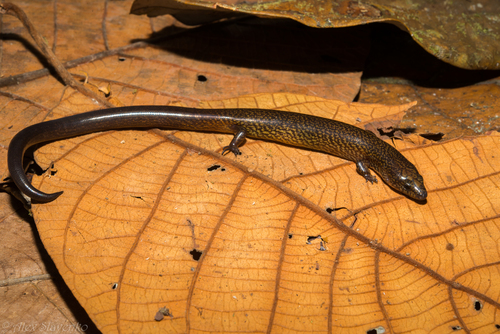 Sphenomorphus loriae observed 2015-08-20