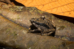 Victoria Archipelago Frog photo 1