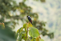 Mountain Peltops photo 2