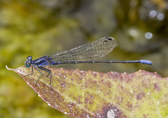 Argia infrequentula
