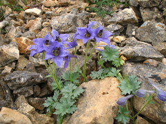Delphinium caucasicum