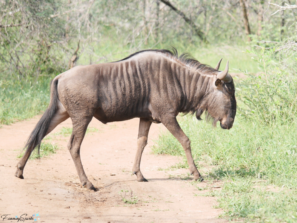 Blue Wildebeest from Hoedspruit, 1380, South Africa on March 3, 2017 at ...