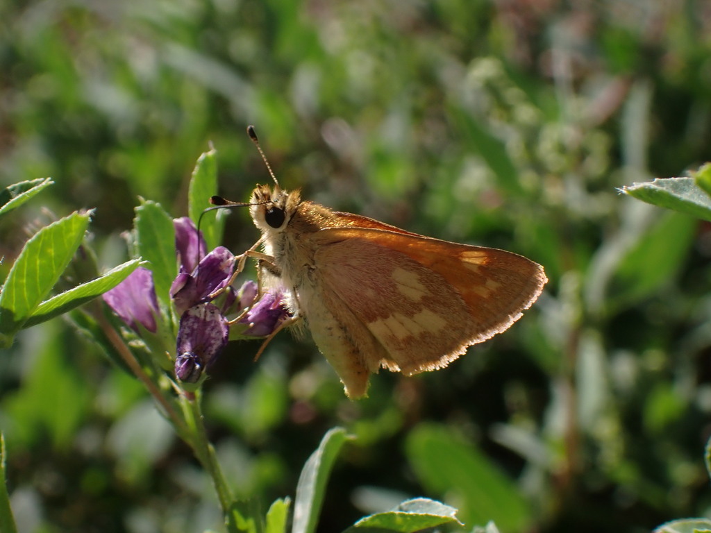 brown and orange skipper butterfly on purple flower