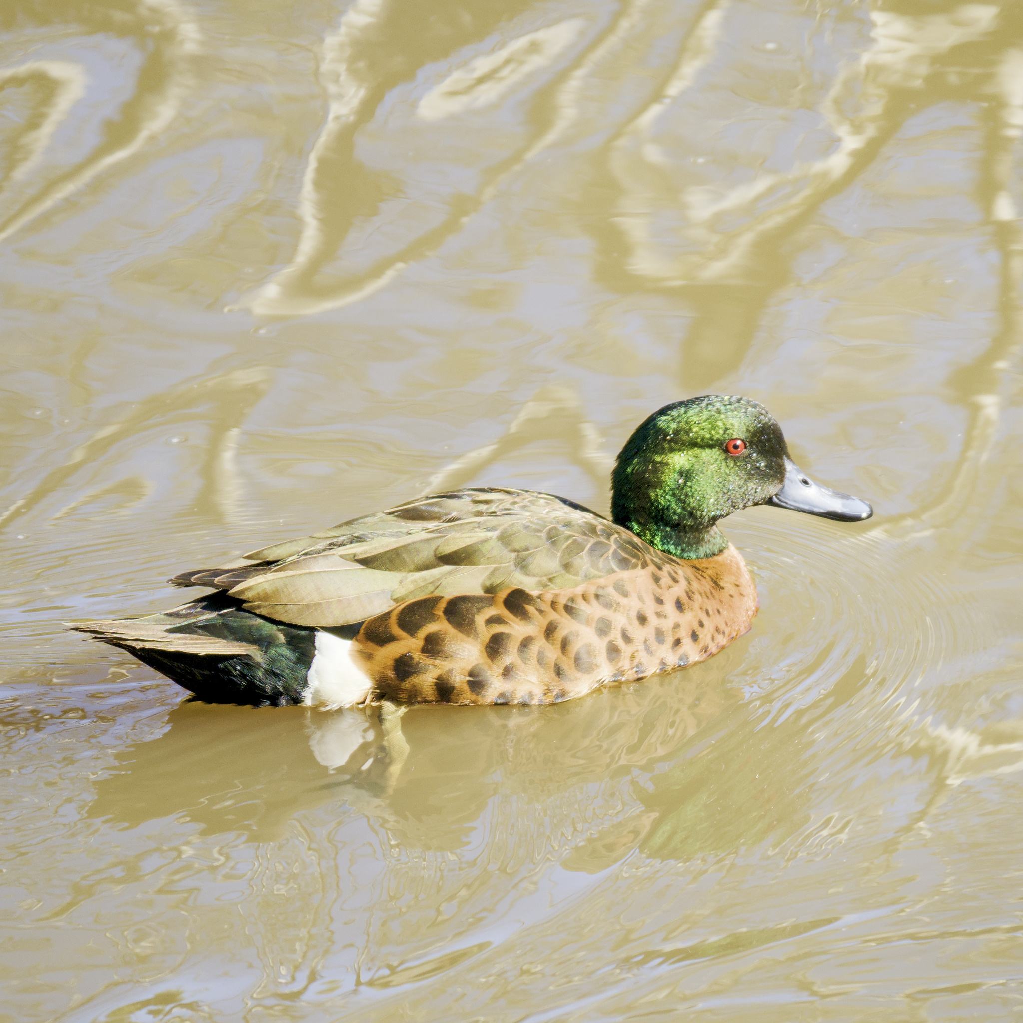 Chestnut Teal (Anas castanea)