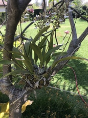 Encyclia cordigera