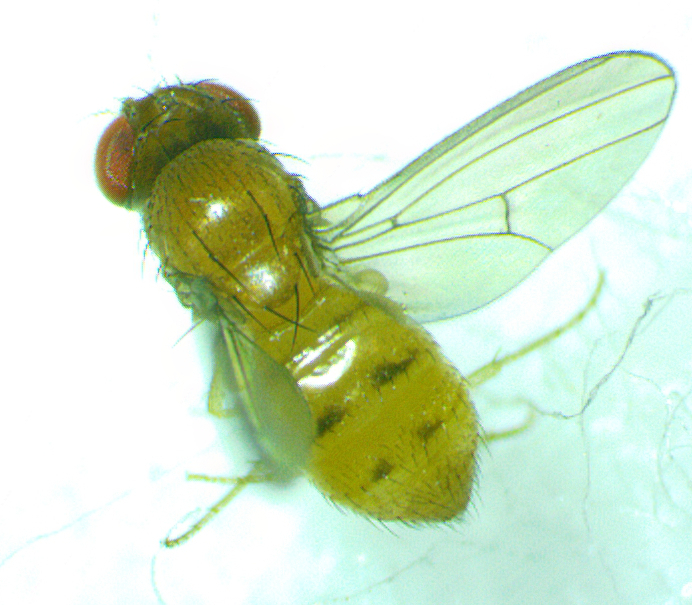 Drosophila neotestacea from Cotswold, Charlotte, NC 28211, USA on ...