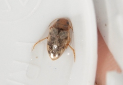 Mystonectes panaminti