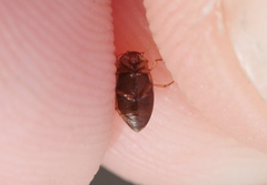 Mystonectes panaminti