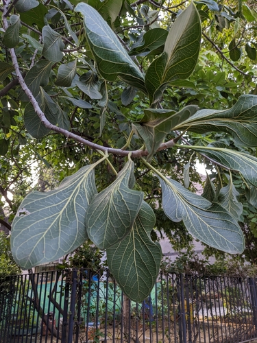 Image of Ficus krishnae by (c) Karthik Thrikkadeeri, some rights reserved (CC BY)
