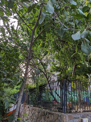 Image of Ficus krishnae by (c) Karthik Thrikkadeeri, some rights reserved (CC BY)
