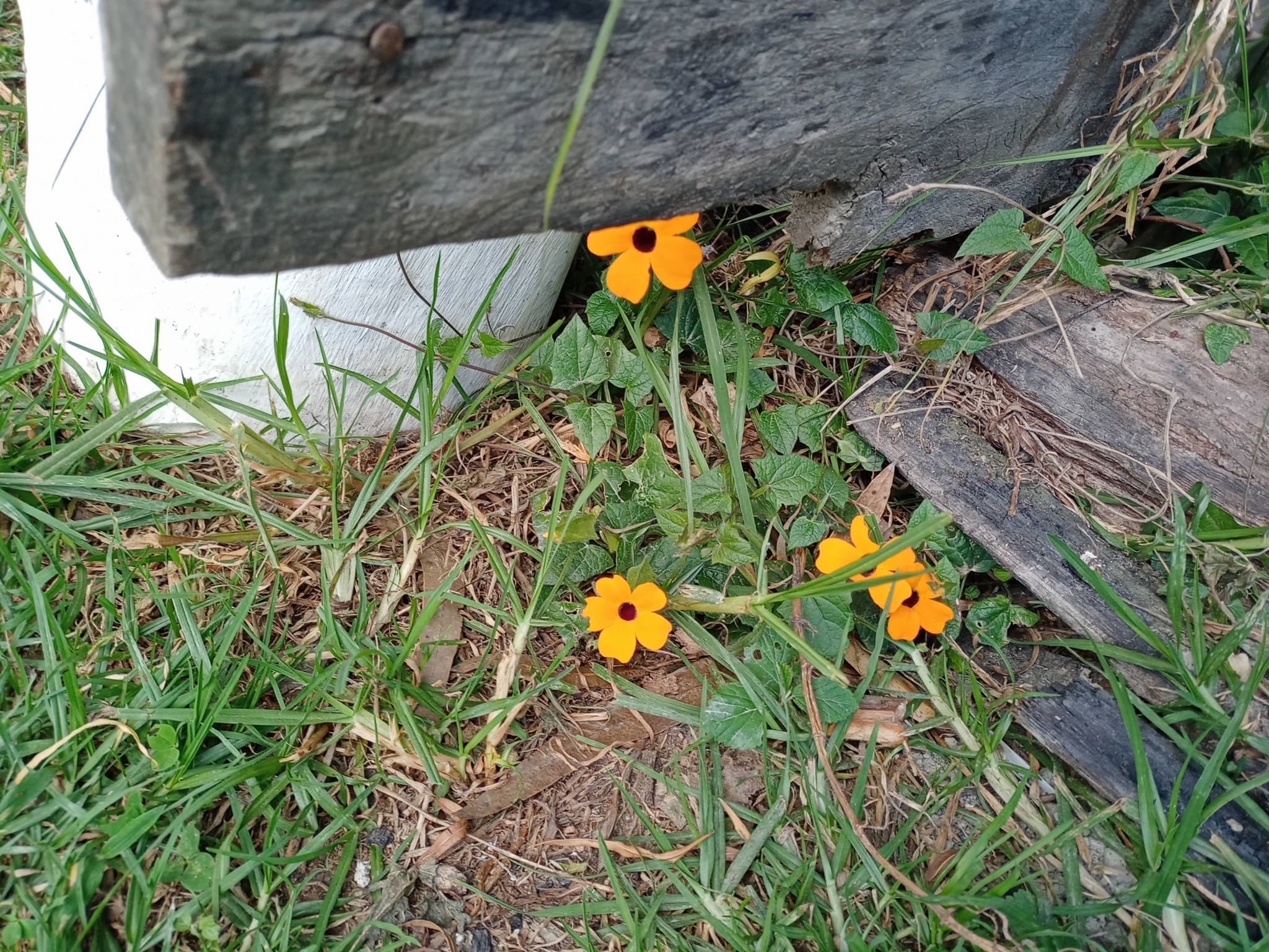 Thunbergia image