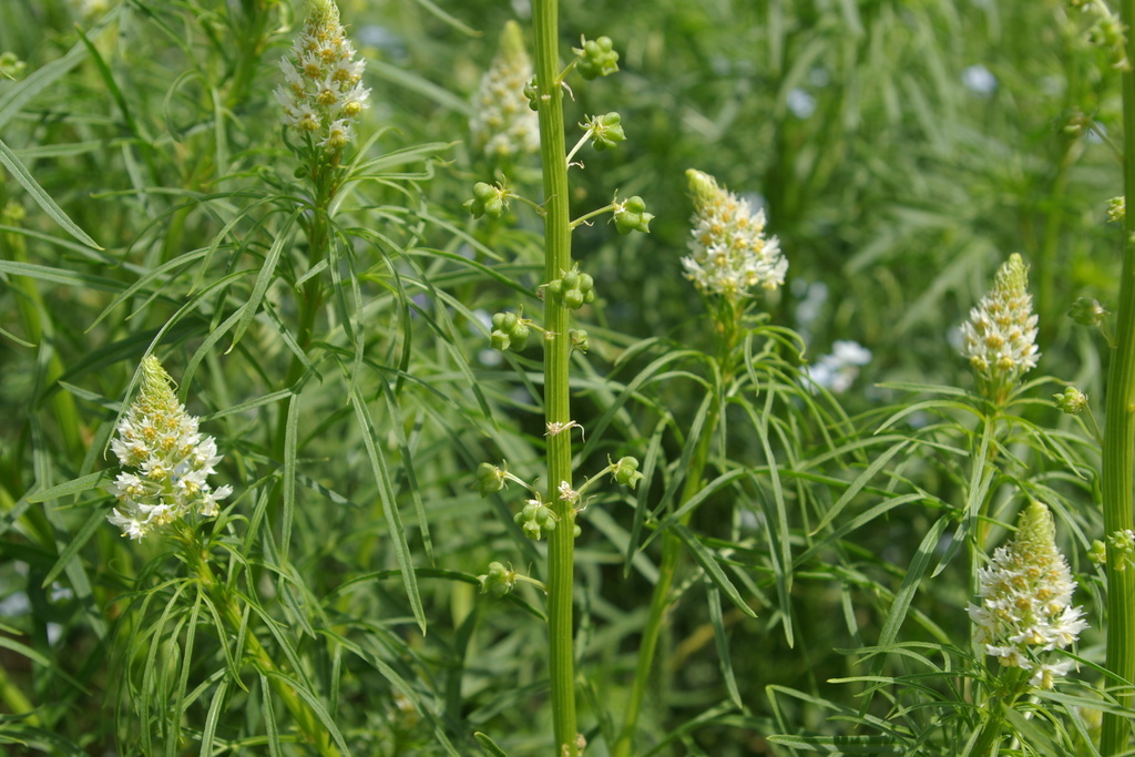 Reseda globulosa